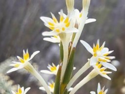Struthiola ciliata flowers